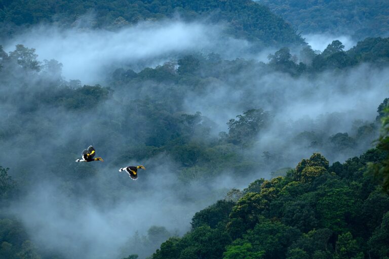 Discover Valparai’s Wildlife Wonders: A Local Guide to Experiencing the Untamed Beauty of the Western Ghats